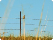 Male northern bobwhite - Kansas